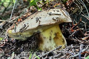 Hřib horský - Boletus subappendiculatus Dermek, Lazebníček