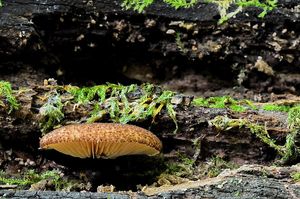 Trepkovitka šafránová - Crepidotus crocophyllus (Berk.) Sacc. 1887