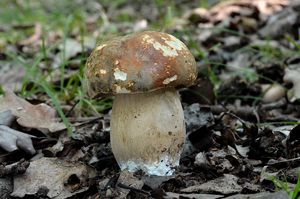 Hřib bronzový - Boletus aereus  Bull. 1789