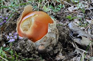 Muchomůrka císařka - Amanita caesarea  (Scop.) Pers. 1801