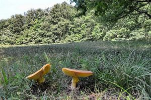 Muchomůrka císařka - Amanita caesarea  (Scop.) Pers. 1801