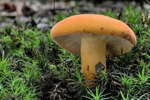 Ryzec syrovinka - Lactarius volemus (Fr.) Fr. 1838