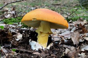 Muchomůrka císařka - Amanita caesarea  (Scop.) Pers. 1801