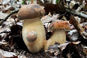 Hřib bronzový - Boletus aereus  Bull. 1789