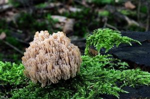 Korunokyjka svícnovitá - Artomyces pyxidatus