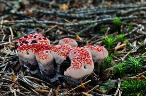 Lošákovec palčivý - Hydnellum peckii Banker