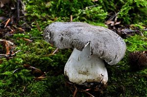 Čirůvka tygrovaná - Tricholoma pardinum  (Pers.) Quél. 1873