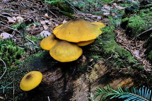 Šafránka ozdobná - Tricholomopsis decora (Fr.) Singer 1939