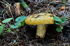 Ryzec ďubkovaný - Lactarius scrobiculatus (Scop.) Fr. 1838