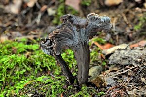 Liška šedá - Cantharellus cinereus