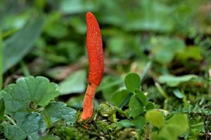 Housenice červená - Cordyceps militaris (L.) Link