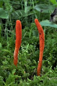 Housenice červená - Cordyceps militaris (L.) Link