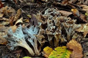 Stroček kadeřavý - Pseudocraterellus undulatus  (Pers.) Rauschert 1987