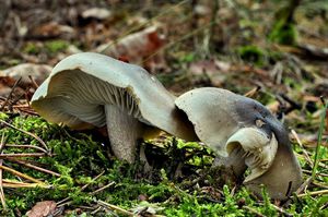 Čirůvka mýdlová - Tricholoma saponaceum (Fr.) P. Kumm. 1871