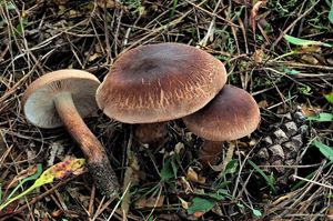 Čirůvka střechovitá - Tricholoma imbricatum (Fr.:Fr.) Kumm