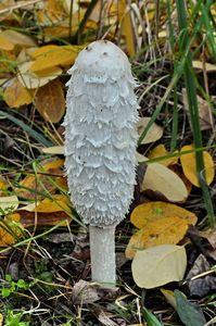 Hnojník obecný - Coprinus comatus (O.F. Müll.) Pers. 1797