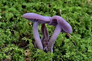 Lakovka ametystová - Laccaria amethystina Cooke 1884