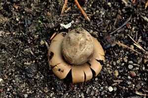 Hvězdovka kvítkovitá - Geastrum floriforme