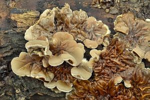 Boltcovitka mozkovitá - Auricularia mesenterica (Dicks.) Pers. 1822