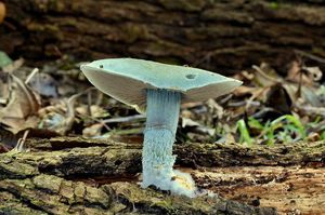 Límcovka modrá - Stropharia caerulea Kreisel 1979