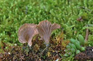 Mecháček sp. - Arrhenia sp., Rimbachia sp.