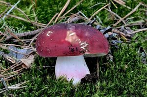 Holubinka brunátná - Russula badia Quél. 1881