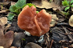 Ucháč svazčitý - Gyromitra fastigiata (Krombh.) Rehm