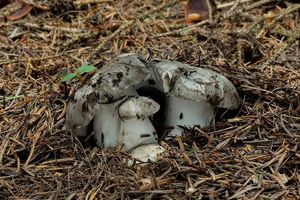 Šťavnatka březnovka - Hygrophprus marzuolus