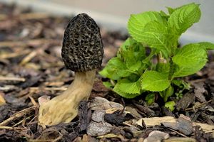 Smrž pražský - Morchella pragensis Smotl. 1952