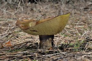 Klikni pro velký obrázek