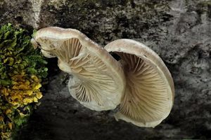 Hlíva čepičkatá - Pleurotus calyptratus (Lindblad ex Fr.) Sacc. 1887
