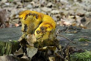 Klikni pro velký obrázek