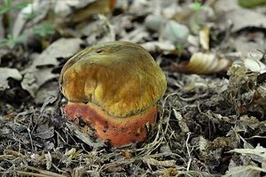 Klikni pro velký obrázek