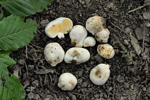 Klikni pro velký obrázek