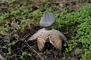 Hvězdovka tuhová - Geastrum coronatum Pers.