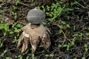 Hvězdovka tuhová - Geastrum coronatum Pers.