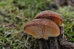 Trepkovitka šafránová - Crepidotus crocophyllus (Berk.) Sacc. 1887