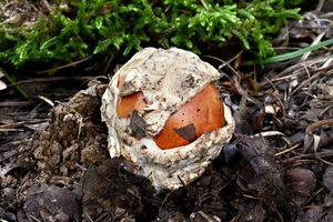 Muchomůrka císařka - Amanita caesarea  (Scop.) Pers. 1801