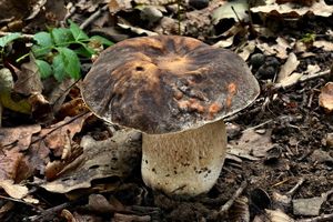 Hřib bronzový - Boletus aereus  Bull. 1789
