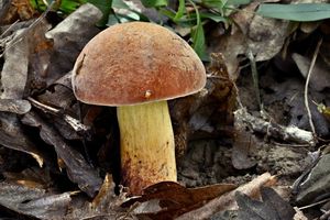 Klikni pro velký obrázek