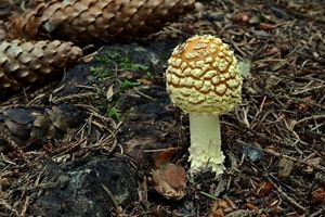 Muchomůrka královská - Amanita regalis (Fr.) Michael 1904