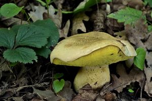 Klikni pro velký obrázek