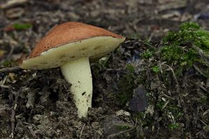 Klikni pro velký obrázek