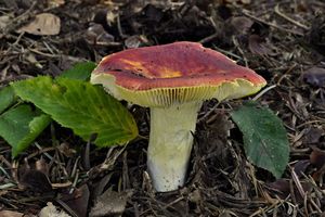 Klikni pro velký obrázek