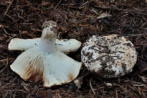 Holubinka akvamarínová - Russula chloroides (Krombh.) Bres. 1900