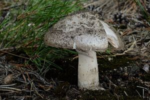 Muchomůrka Maireho - Amanita mairei Foley