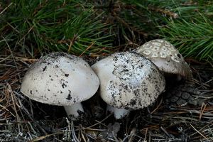 Muchomůrka Maireho - Amanita mairei Foley