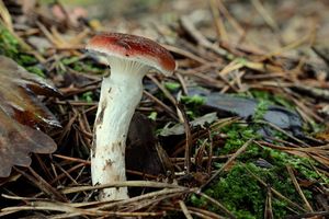 Klikni pro velký obrázek