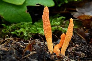 Housenice červená - Cordyceps militaris (L.) Fr. 1818