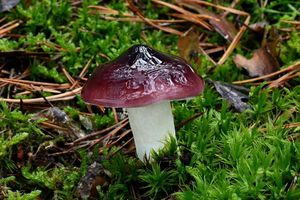 Holubinka brunátná - Russula badia Quél. 1881